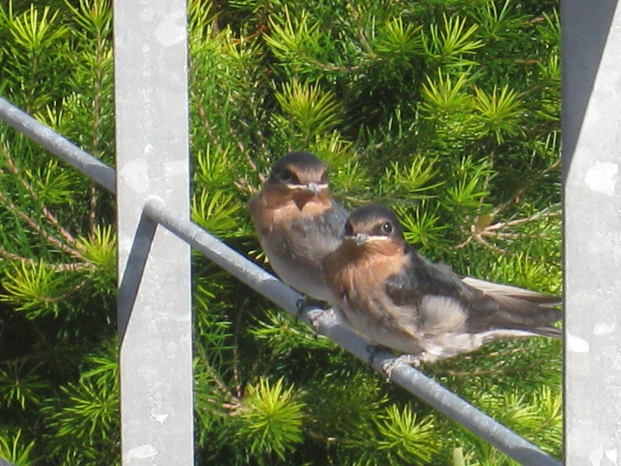 Kaimai Country Lodge Katikati Dış mekan fotoğraf